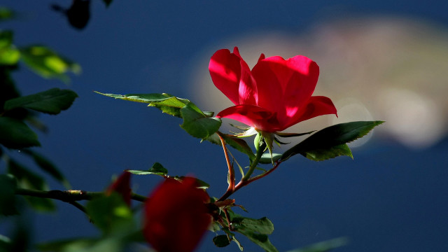 Red rose blooming branch blurry free wallpaper - medium preview image