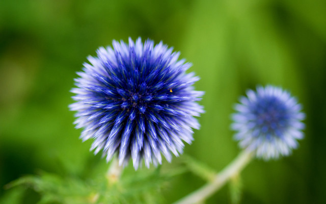 Blue flower green background macro free wallpaper - medium preview image