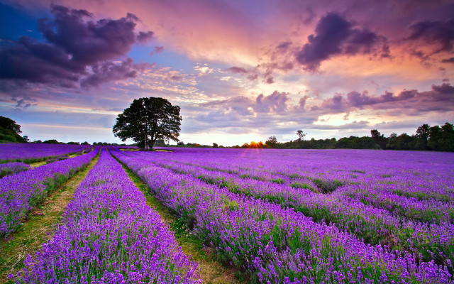 Lavender field cloudy sunset landscape free wallpaper - medium preview image