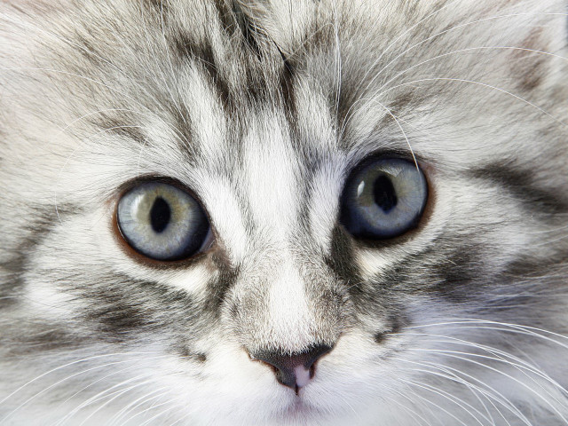 Cat blue eyes white face free wallpaper - medium preview image