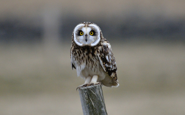 Small owl wooden post blurry free wallpaper - medium preview image