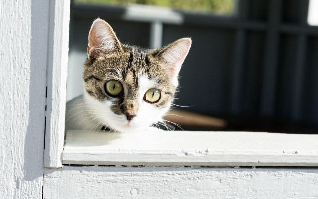 Cat sad eyed window blackwhite free wallpaper - medium preview image
