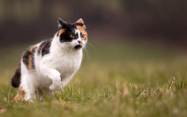 Cat field grass blurry background free wallpaper - medium preview image