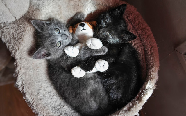Three kittens sleeping cat bed free wallpaper - medium preview image
