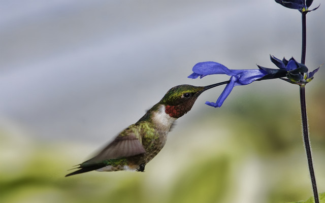 Hummingbird blue flower macro blurry free wallpaper - medium preview image
