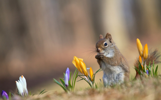 Squirrel flower grass surprised blueeyes free wallpaper - medium preview image