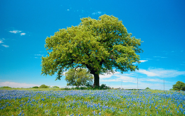 Large tree blue flowers blue free wallpaper - medium preview image