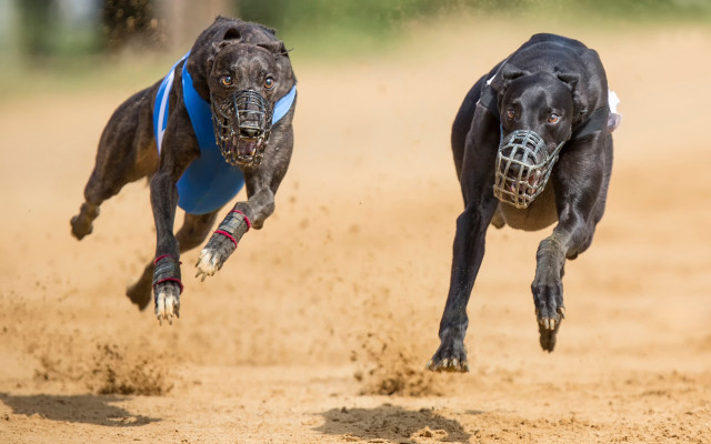 Dogs running dirt ball muzzle free wallpaper - medium preview image