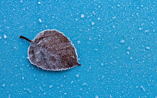 Snow leaf water drops minimalism free wallpaper - medium preview image