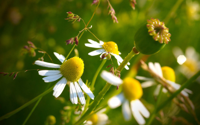Flower field bokeh macro sunlight free wallpaper - medium preview image