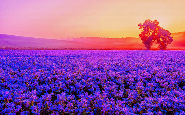 Purple field lone tree pink free wallpaper - medium preview image