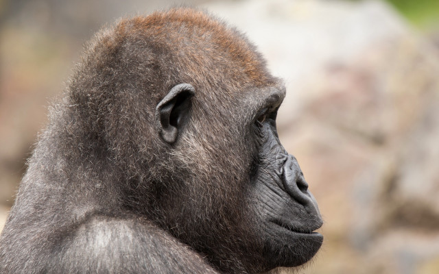 Monkey closeup blurry rocks grass free wallpaper - medium preview image