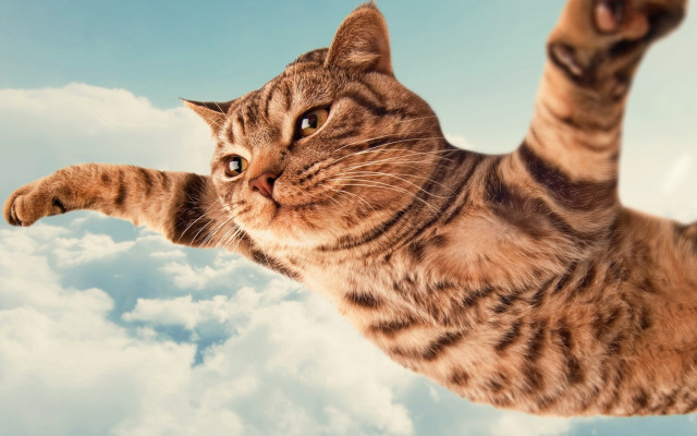 Cat flying clouds surrealism blue free wallpaper - medium preview image