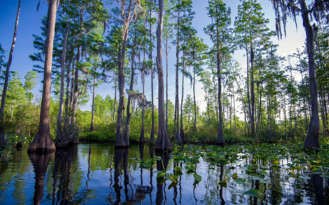 Swamp trees water lilies blue free wallpaper - medium preview image