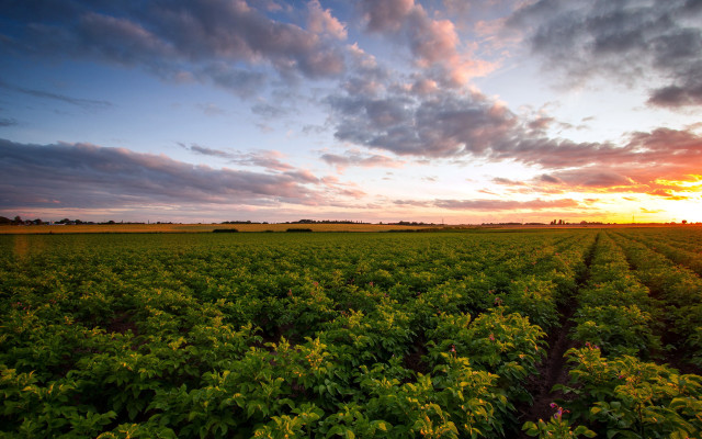 Sunset green field cloudy sky #2 free wallpaper - medium preview image