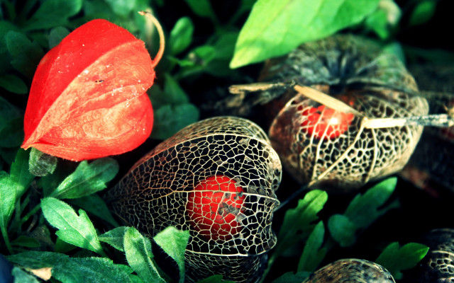 Red flower green leaves macro free wallpaper - medium preview image