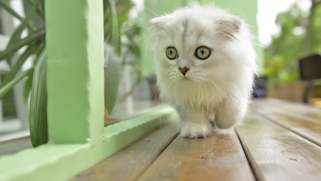 White cat green eyes wooden free wallpaper - medium preview image