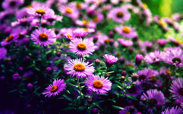 Purple flower field blurry background free wallpaper - medium preview image