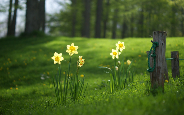 Flower field fence trees green free wallpaper - medium preview image