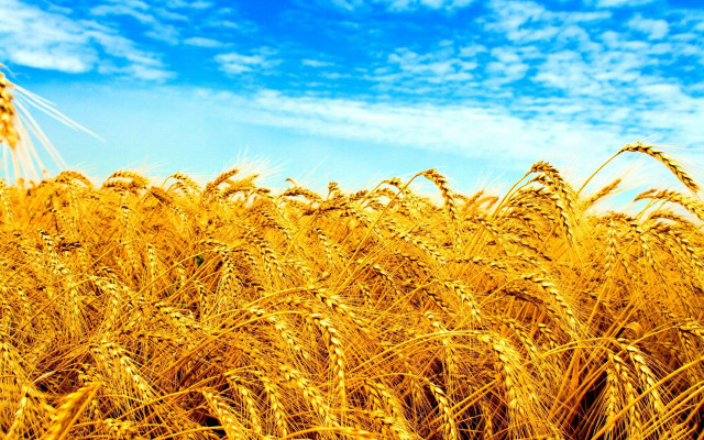 Wheat field blue sky clouds free wallpaper - medium preview image