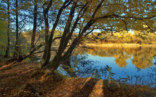 Autumn lake trees falling leaves free wallpaper - medium preview image