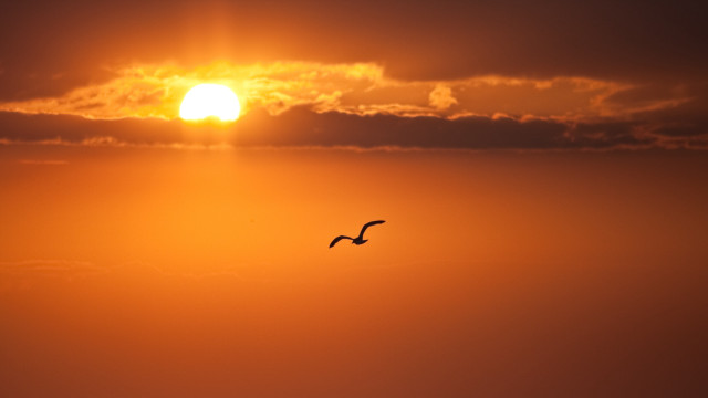 Bird sunset clouds horizon ocean free wallpaper - medium preview image