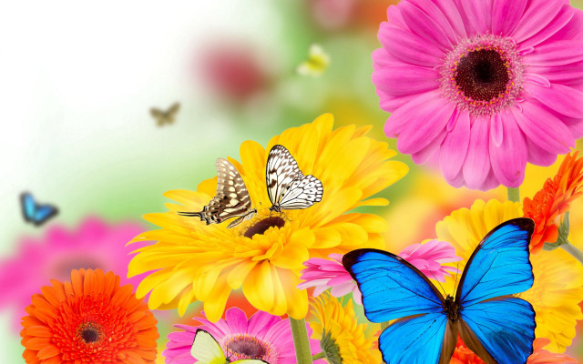 Butterflies flowers vivid colors blurry free wallpaper - medium preview image