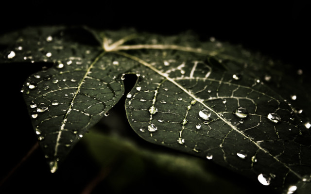 Green leaf water droplets macro #33 free wallpaper - medium preview image