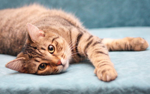 Cat blue couch paws open free wallpaper - medium preview image