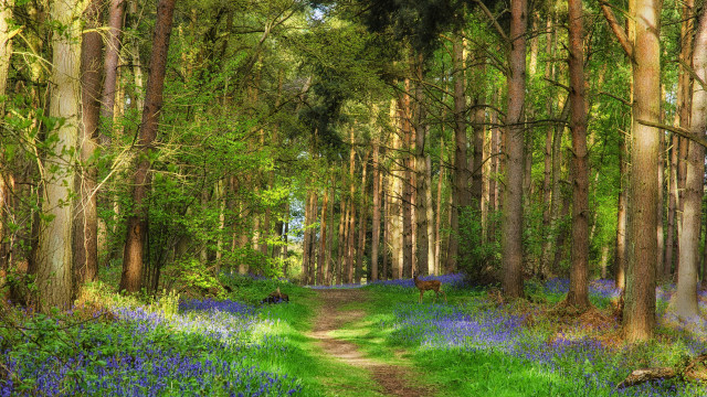 Dirt road forest bluebells trees free wallpaper - medium preview image