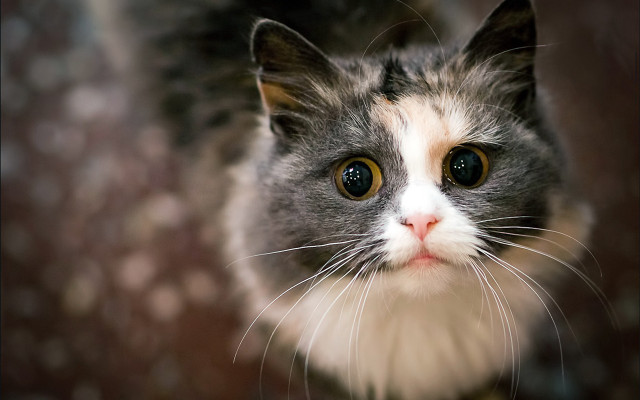 White face brown eyes cat free wallpaper - medium preview image