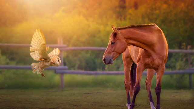 Horse bird field fence trees free wallpaper - medium preview image