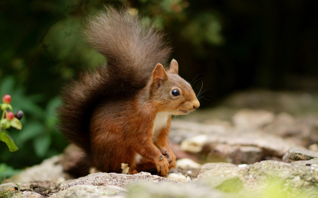 Squirrel rock camera blurry background free wallpaper - medium preview image