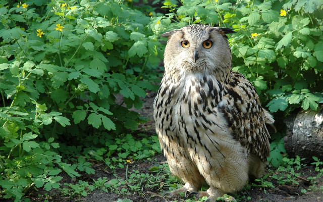 Owl bird nature forest garden free wallpaper - medium preview image