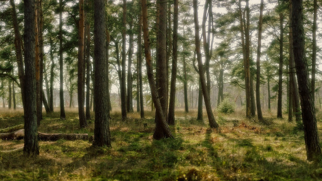 Bamboo forest trees grass bushes free wallpaper - medium preview image