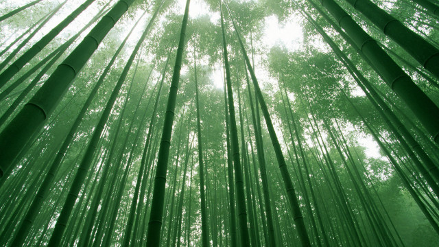 Bamboo forest tall trees green free wallpaper - medium preview image