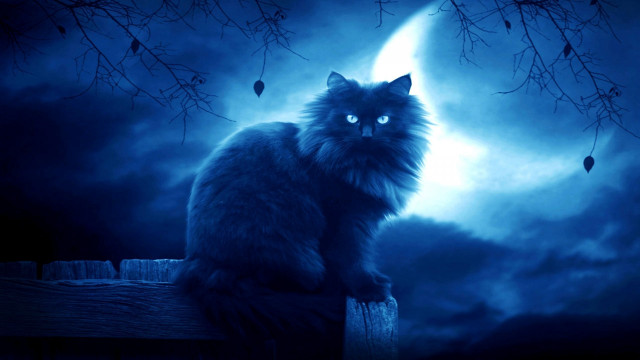 Cat fence fullmoon gothic night free wallpaper - medium preview image