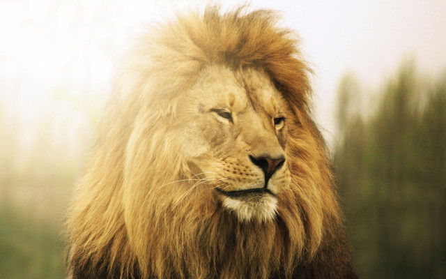 Lion mane forest foggy sky free wallpaper - medium preview image