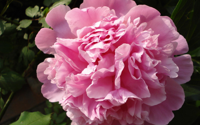 Pink flower green leaves dark free wallpaper - medium preview image