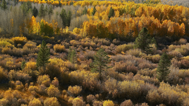 Autumn forest leaves fire molten free wallpaper - medium preview image