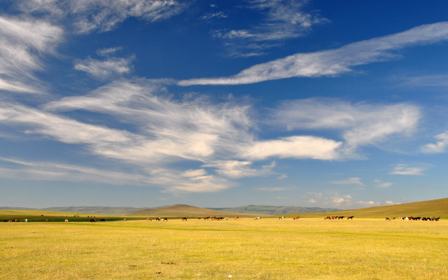 Field cows blue sky hills free wallpaper - medium preview image