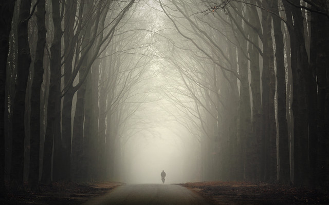 Forest path moon winter bare free wallpaper - medium preview image