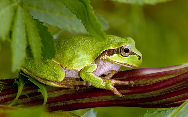 Green frog branch leaves eyes free wallpaper - medium preview image