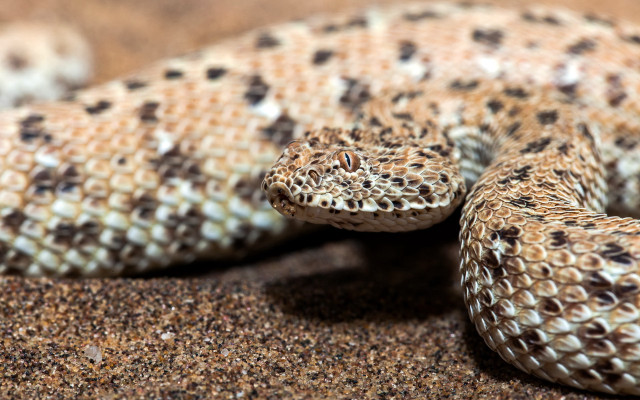 Snake black white stripe ground free wallpaper - medium preview image
