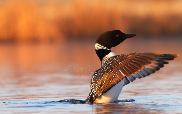 Bird wings spread water brown free wallpaper - medium preview image