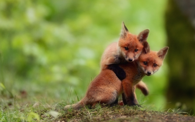 Foxes hugging sitting blurry bokeh free wallpaper - medium preview image