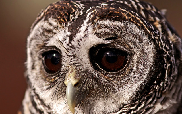 Bird brown white face black free wallpaper - medium preview image