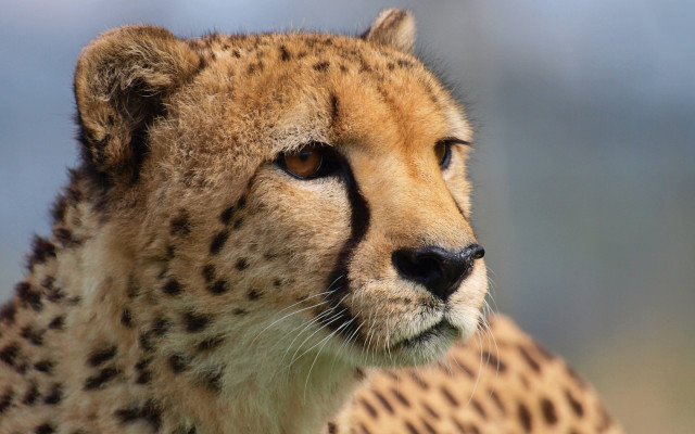Cheetah shiba inu furry jigsaw free wallpaper - medium preview image