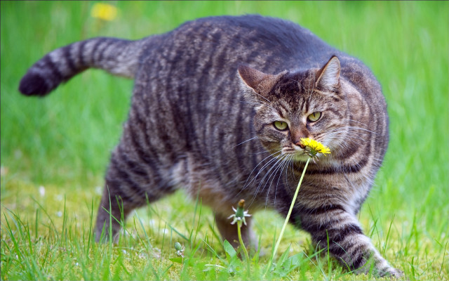 Cat grass field flower movement free wallpaper for desktop - medium preview image