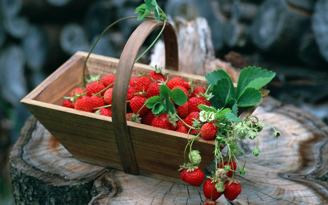 Strawberries basket tree stump green free wallpaper - medium preview image